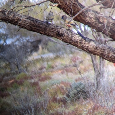 Northiella haematogaster (Greater Bluebonnet) at Sunset Strip, NSW - 2 Sep 2022 by Darcy