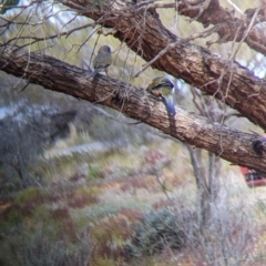 Northiella haematogaster at Sunset Strip, NSW - 2 Sep 2022 01:50 PM