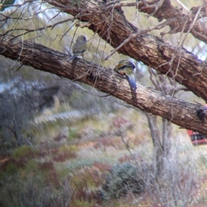 Northiella haematogaster at Sunset Strip, NSW - 2 Sep 2022 01:50 PM