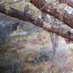 Northiella haematogaster at Sunset Strip, NSW - 2 Sep 2022 01:50 PM