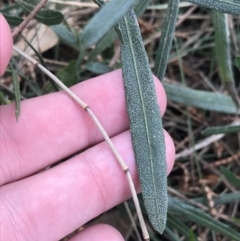 Dodonaea viscosa subsp. spatulata (Broad-leaved Hop Bush) at Mt Majura Mini Summit - 28 Aug 2022 by Tapirlord