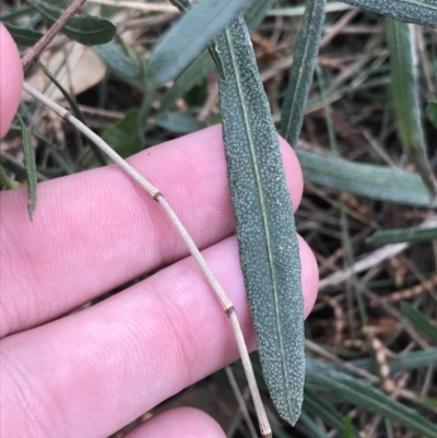 Dodonaea viscosa subsp. spatulata (Broad-leaved Hop Bush) at Mount Majura - 28 Aug 2022 by Tapirlord