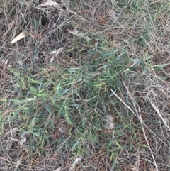 Dodonaea viscosa subsp. spatulata at Watson, ACT - 28 Aug 2022