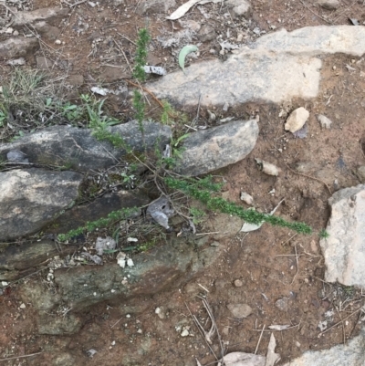 Cassinia aculeata subsp. aculeata (Dolly Bush, Common Cassinia, Dogwood) at Hackett, ACT - 28 Aug 2022 by Tapirlord