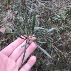Dodonaea viscosa subsp. angustissima (Hop Bush) at Hackett, ACT - 28 Aug 2022 by Tapirlord