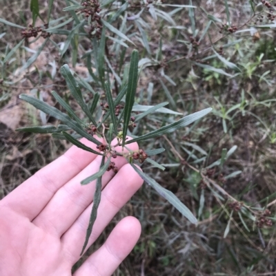 Dodonaea viscosa subsp. angustissima (Hop Bush) at Mount Majura - 28 Aug 2022 by Tapirlord