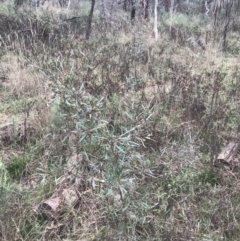 Dodonaea viscosa subsp. angustissima at Hackett, ACT - 28 Aug 2022