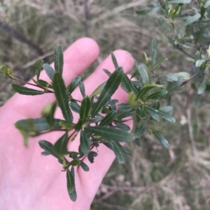 Dodonaea viscosa subsp. cuneata at Hackett, ACT - 28 Aug 2022