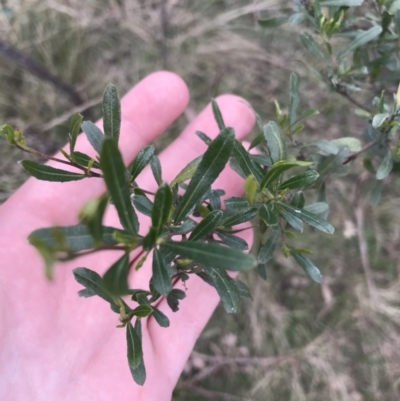 Dodonaea viscosa subsp. cuneata (Wedge-leaved Hop Bush) at Mount Majura - 28 Aug 2022 by Tapirlord