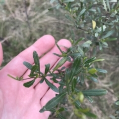 Dodonaea viscosa subsp. cuneata at Hackett, ACT - 28 Aug 2022