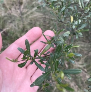 Dodonaea viscosa subsp. cuneata at Hackett, ACT - 28 Aug 2022