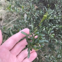 Dodonaea viscosa subsp. cuneata at Hackett, ACT - 28 Aug 2022