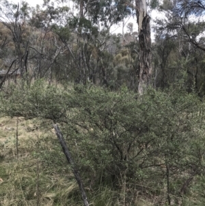 Dodonaea viscosa subsp. cuneata at Hackett, ACT - 28 Aug 2022