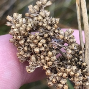 Juncus australis at Hackett, ACT - 28 Aug 2022 12:22 PM