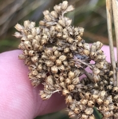 Juncus australis at Hackett, ACT - 28 Aug 2022