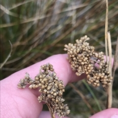 Juncus australis at Hackett, ACT - 28 Aug 2022 12:22 PM