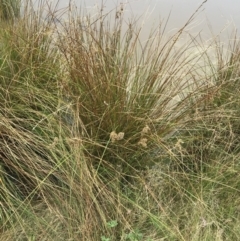 Juncus australis at Hackett, ACT - 28 Aug 2022 12:22 PM