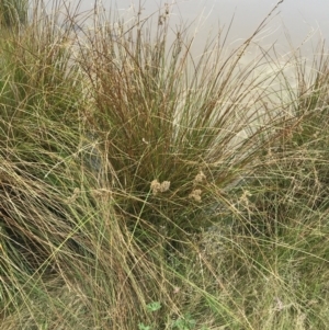 Juncus australis at Hackett, ACT - 28 Aug 2022 12:22 PM