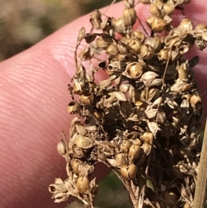 Juncus sarophorus at Hackett, ACT - 28 Aug 2022 12:11 PM