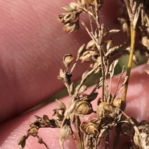 Juncus sarophorus at Hackett, ACT - 28 Aug 2022