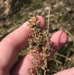 Juncus sarophorus at Hackett, ACT - 28 Aug 2022