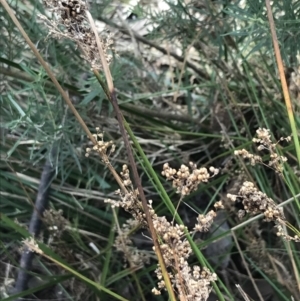 Juncus sarophorus at Hackett, ACT - 28 Aug 2022