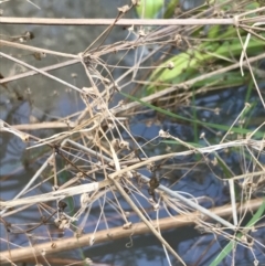 Alisma plantago-aquatica (Water Plantain) at Hackett, ACT - 28 Aug 2022 by Tapirlord