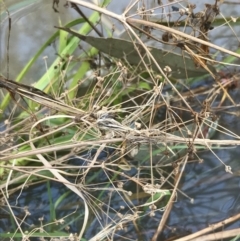 Alisma plantago-aquatica at Hackett, ACT - 28 Aug 2022