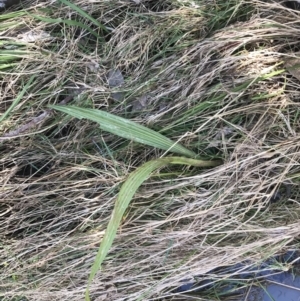 Alisma plantago-aquatica at Hackett, ACT - 28 Aug 2022