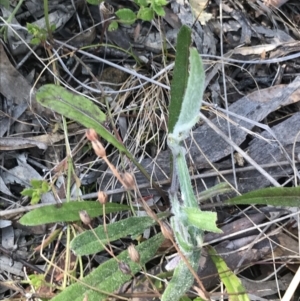 Senecio prenanthoides at Hackett, ACT - 28 Aug 2022 11:38 AM