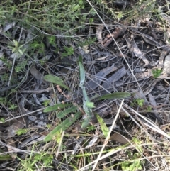 Senecio prenanthoides at Hackett, ACT - 28 Aug 2022 11:38 AM