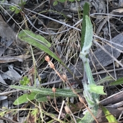 Senecio prenanthoides at Hackett, ACT - 28 Aug 2022 11:38 AM