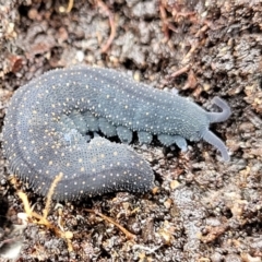 Euperipatoides rowelli (Tallanganda Velvet Worm) at Kowen Escarpment - 9 Sep 2022 by trevorpreston