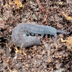 Euperipatoides rowelli at Kowen, ACT - 9 Sep 2022 12:21 PM