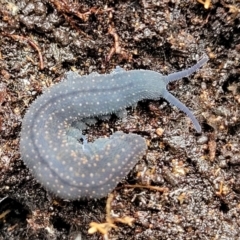 Euperipatoides rowelli at Kowen, ACT - 9 Sep 2022 12:21 PM