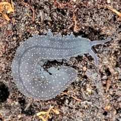 Euperipatoides rowelli at Kowen, ACT - 9 Sep 2022 12:21 PM