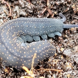 Euperipatoides rowelli at Kowen, ACT - 9 Sep 2022 12:21 PM