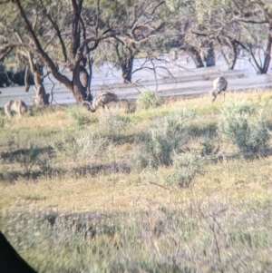 Dromaius novaehollandiae at Menindee, NSW - 2 Sep 2022