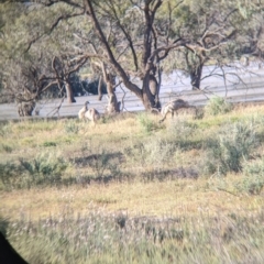 Dromaius novaehollandiae at Menindee, NSW - 2 Sep 2022