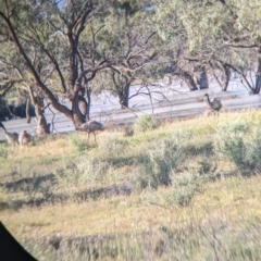 Dromaius novaehollandiae at Menindee, NSW - 2 Sep 2022