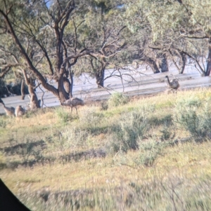 Dromaius novaehollandiae at Menindee, NSW - 2 Sep 2022 04:36 PM