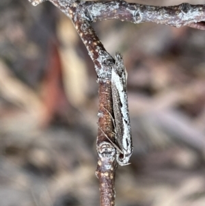 Philobota stella at Bruce, ACT - 9 Sep 2022 12:08 PM