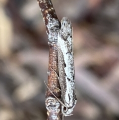 Philobota stella at Bruce, ACT - 9 Sep 2022 12:08 PM