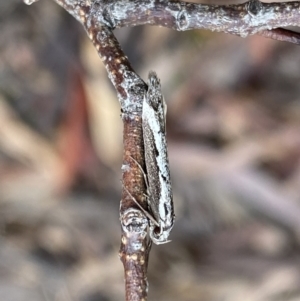 Philobota stella at Bruce, ACT - 9 Sep 2022