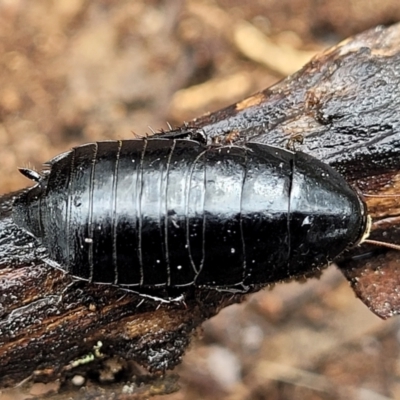 Platyzosteria melanaria (Common Eastern Litter Runner) at Kowen, ACT - 9 Sep 2022 by trevorpreston