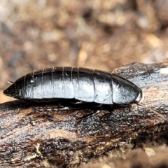 Platyzosteria melanaria at Kowen, ACT - 9 Sep 2022 12:20 PM