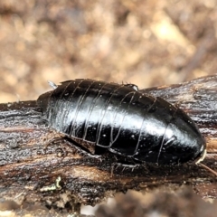 Platyzosteria melanaria at Kowen, ACT - 9 Sep 2022 12:20 PM