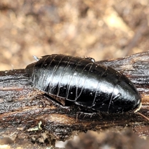 Platyzosteria melanaria at Kowen, ACT - 9 Sep 2022