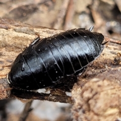 Platyzosteria melanaria at Kowen, ACT - 9 Sep 2022