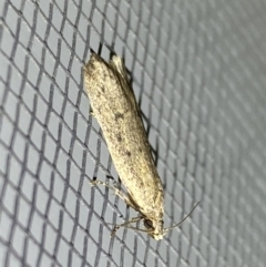 Oecophoridae (family) at Jerrabomberra, NSW - suppressed